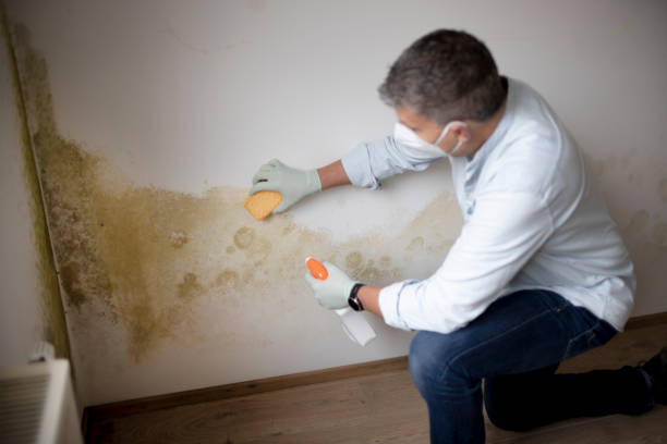 Best Mold Documentation for Insurance Claims  in Weston Mills, NY